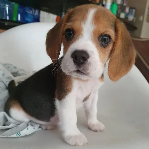 COOKIE Madchen