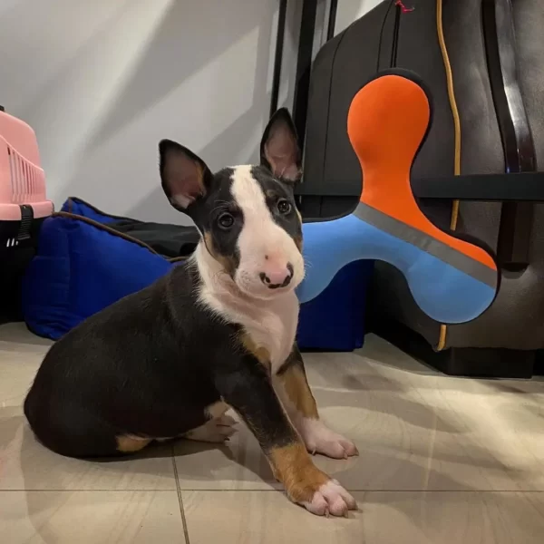 Dozer Junge