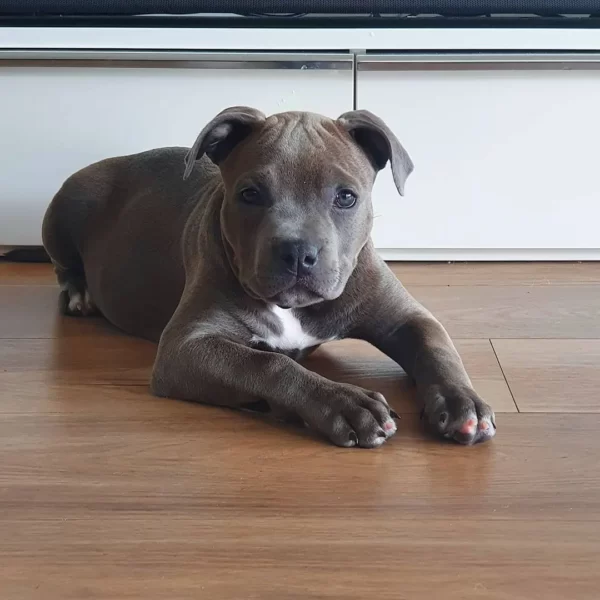 Duke Junge