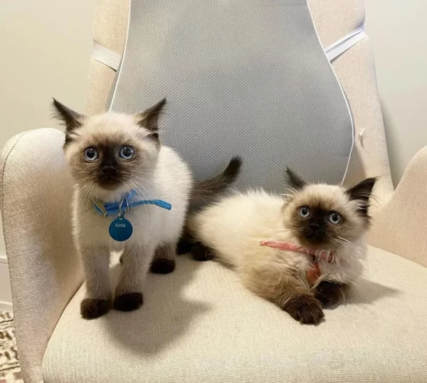 Koda and mika  Junge Madchen