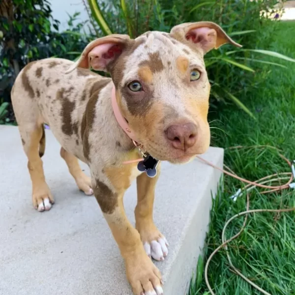 Kona Junge