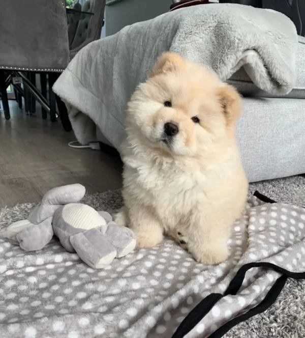 Mini Madchen