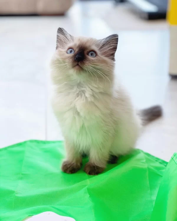 Nala Madchen