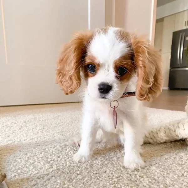 Penny Junge