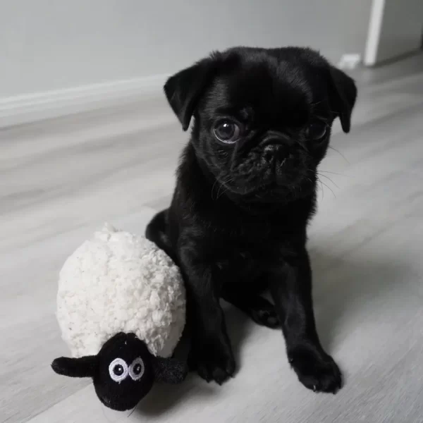 Pumba Junge