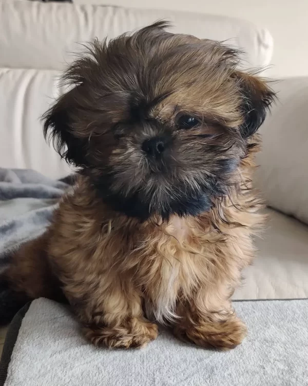 Tchewey Madchen