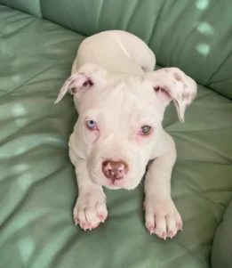 {{brizy_dc_image_alt entityId=