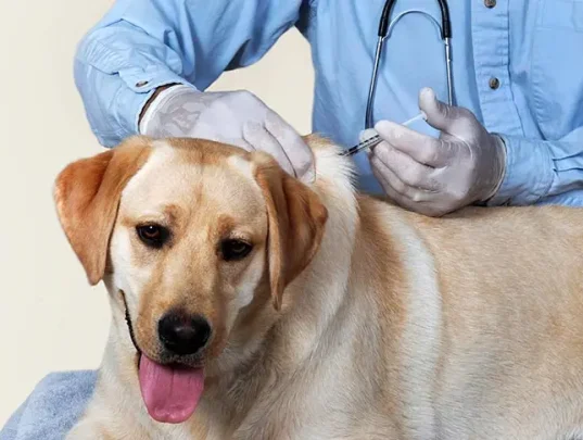 Labrador-Retriever-getting-a-shot-at-the-vet